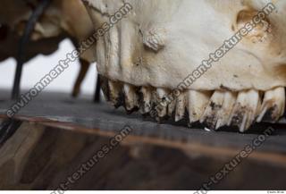 mouflon skull 0015